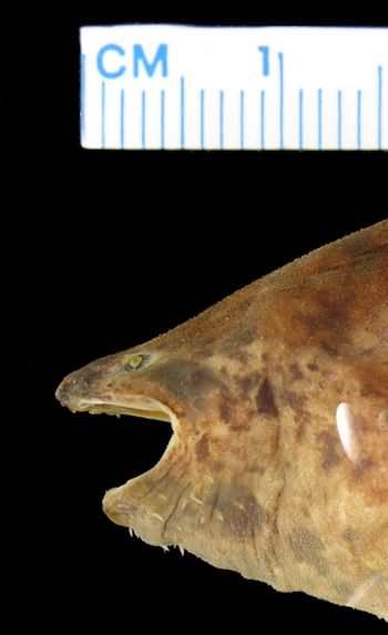 Media type: image; Herpetology A-17734